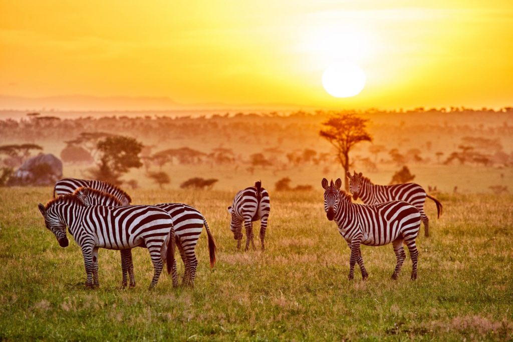 capodanno in tanzania safari