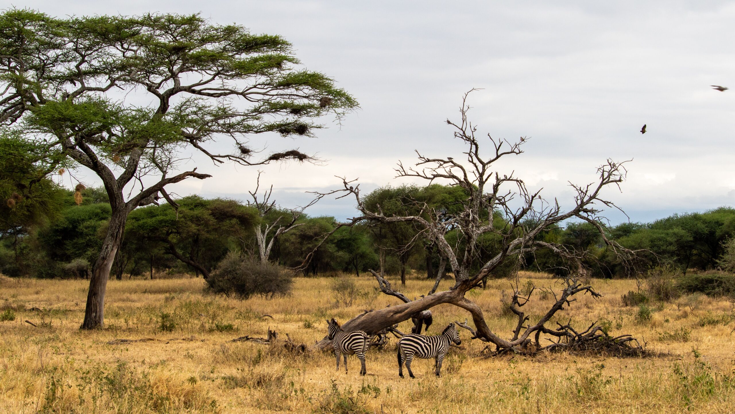 Tanzania: 11 giorni tra safari nel Serengeti e spiagge paradisiache di Zanzibar