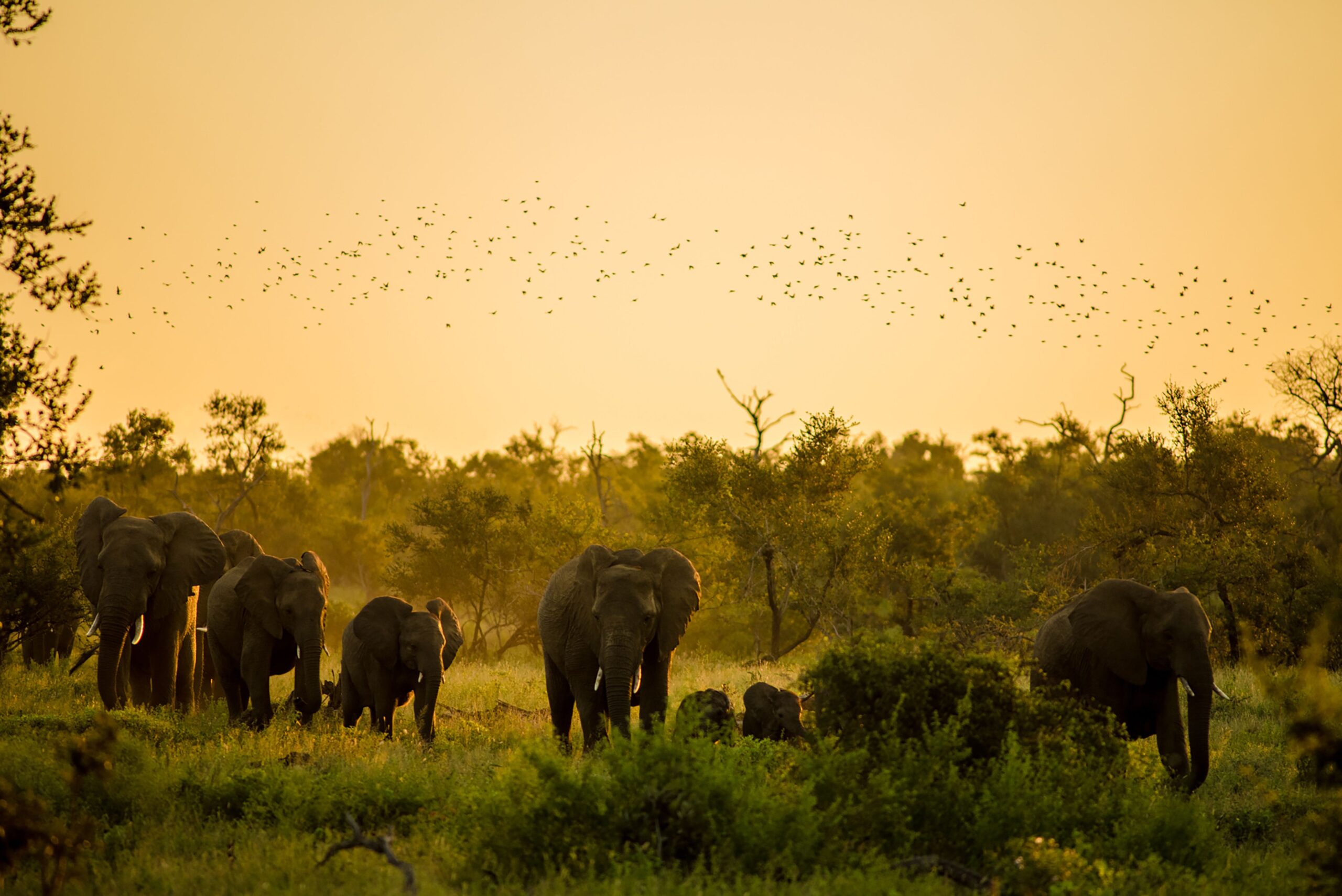 Sudafrica: Capodanno 2027 tra safari esclusivi e meraviglie di Cape Town